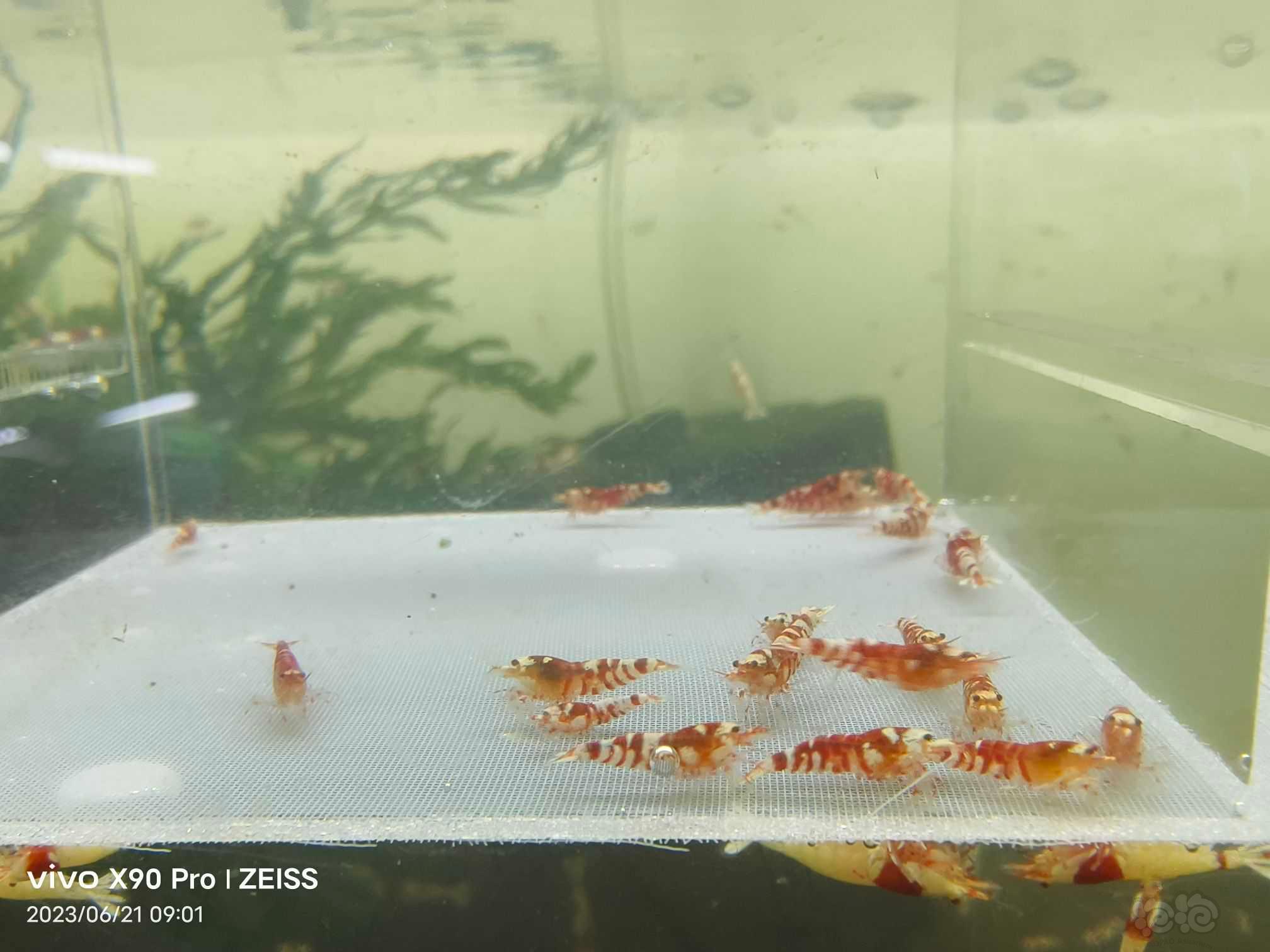 【虾】2023-6-22#RMB拍卖红花虎20只-图2