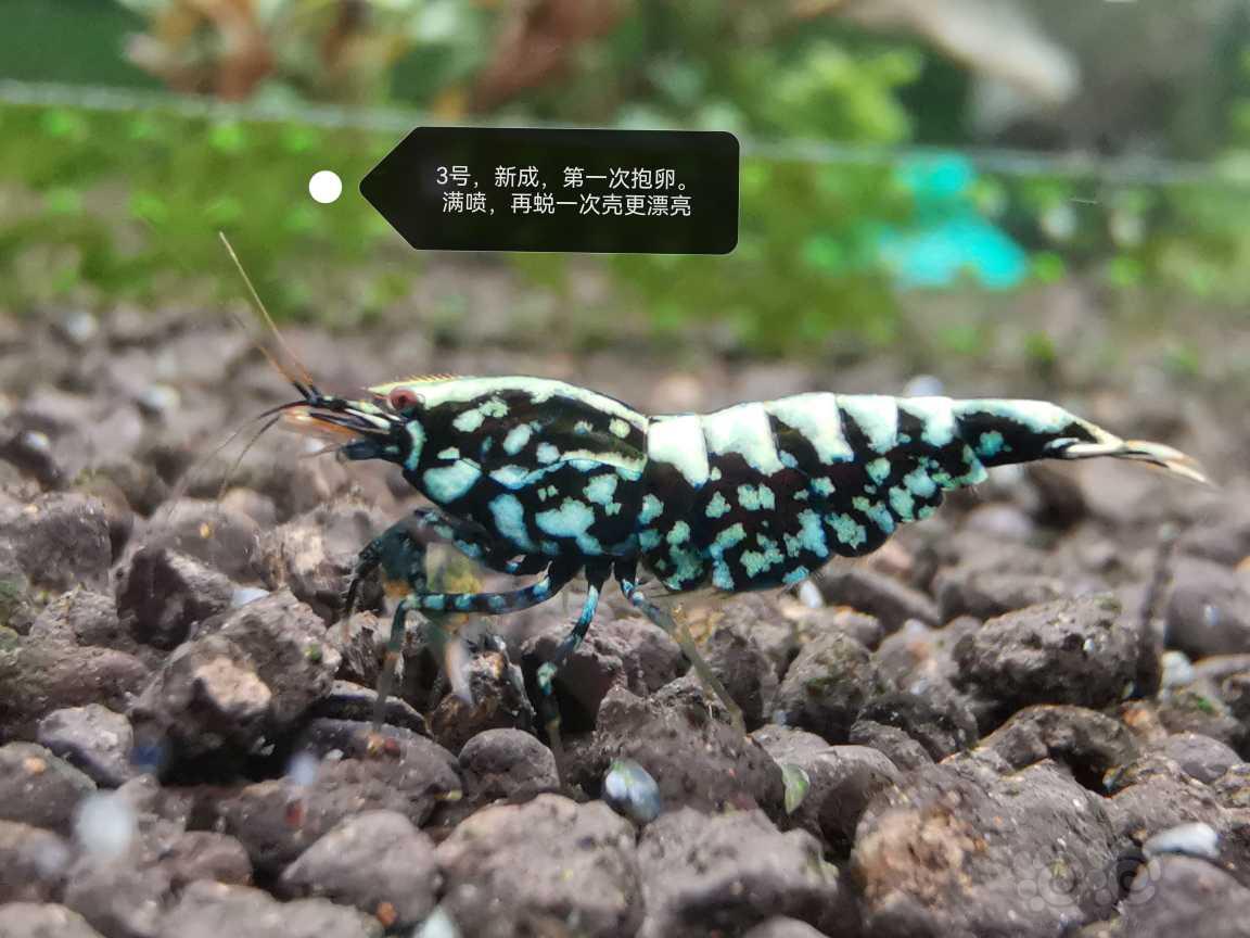 【虾】2023-06-19#新成黑银河母3只-图5