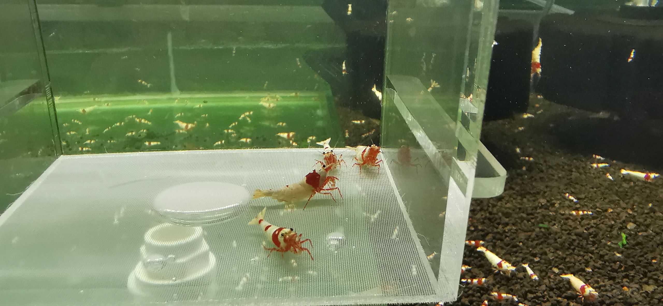 【虾】20203-6-4#RMB拍卖#海佬红白水晶虾1公3母繁殖组-图6