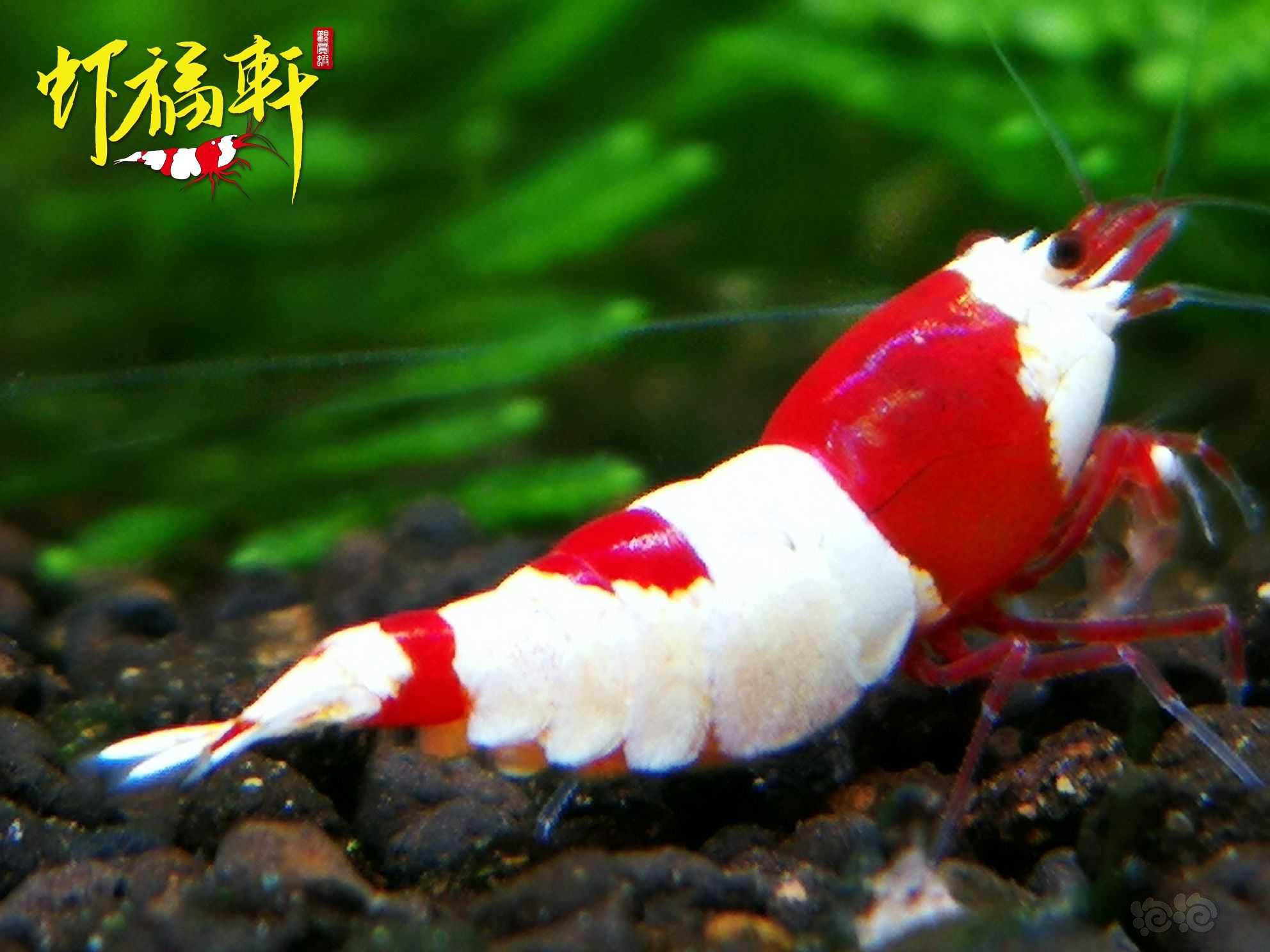 【虾】2023-06-03#RMB拍卖#红白丸禁6只-图4