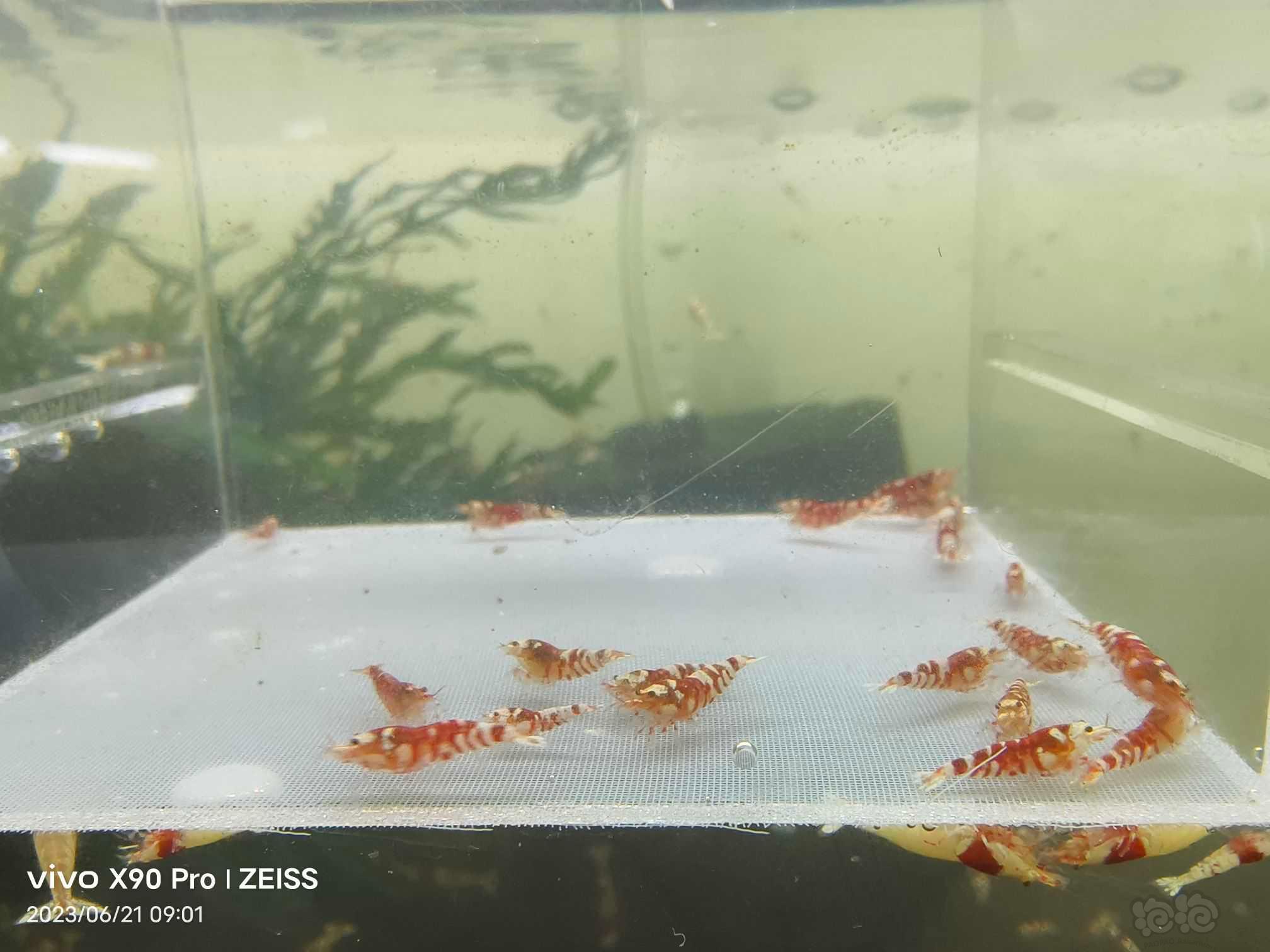 【虾】2023-6-22#RMB拍卖红花虎20只-图1