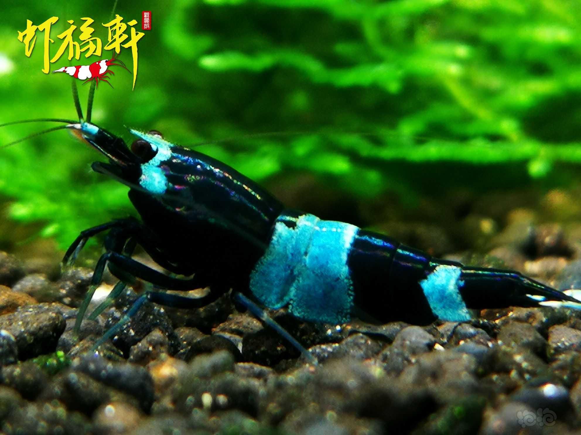 【虾】2023-06-02#RMB拍卖#蓝化黑金刚繁殖组8只-图6