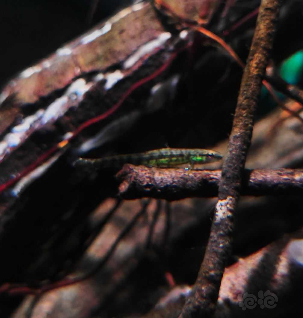 【其它】漂亮的巴西绿草蜢跳鲈-图1