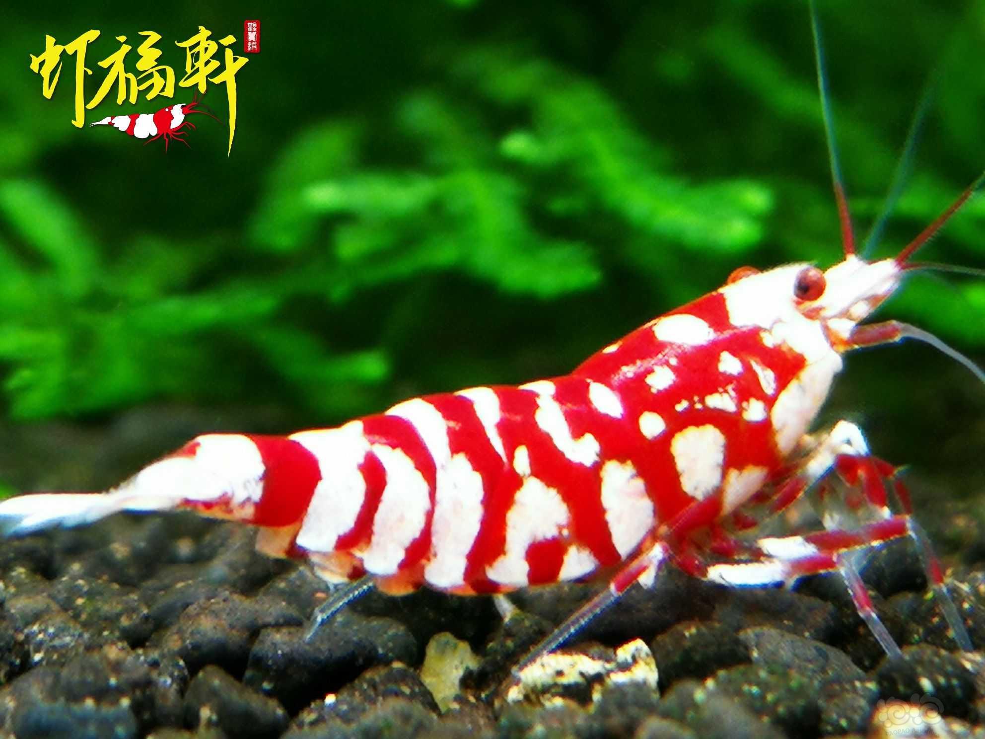 【虾】2023-06-01#RMB拍卖#品红花虎2只-图4