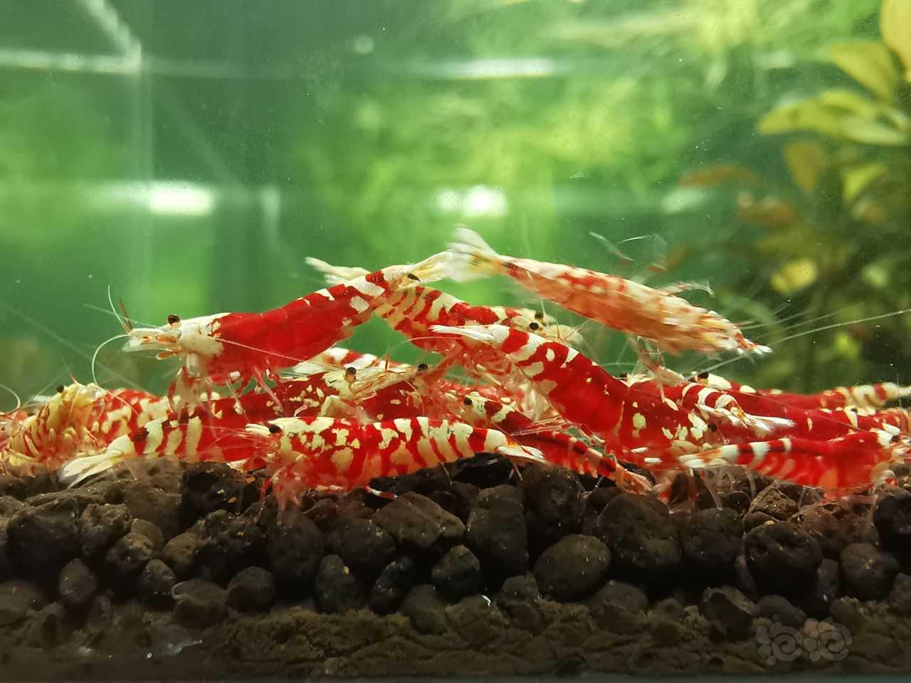 【水晶虾】红花虎-图5