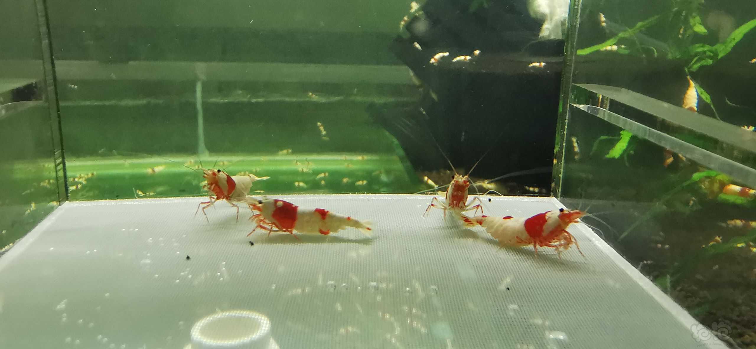 【虾】2023-6-5#RMB拍卖#海佬红白水晶虾1公3母繁殖组-图3
