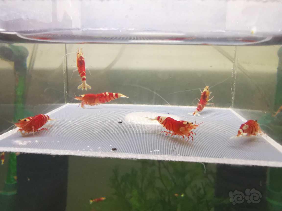 【虾】2023-6-30#RMB拍卖红宝石花虎新成繁殖组四母两公-图1