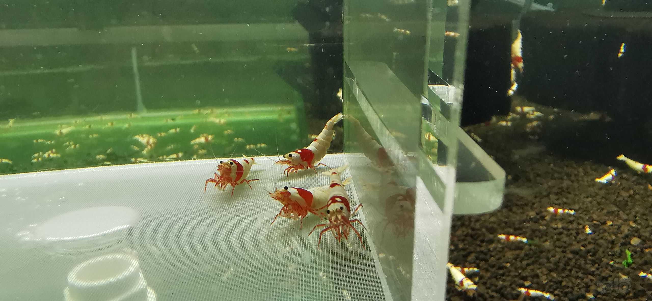 【虾】20203-6-4#RMB拍卖#海佬红白水晶虾1公3母繁殖组-图2