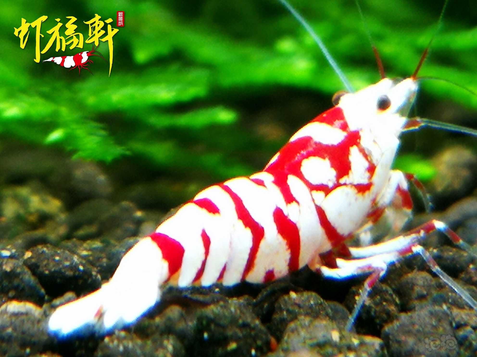 【虾】2023-06-02#RMB拍卖#品质厚白红花虎4只-图4