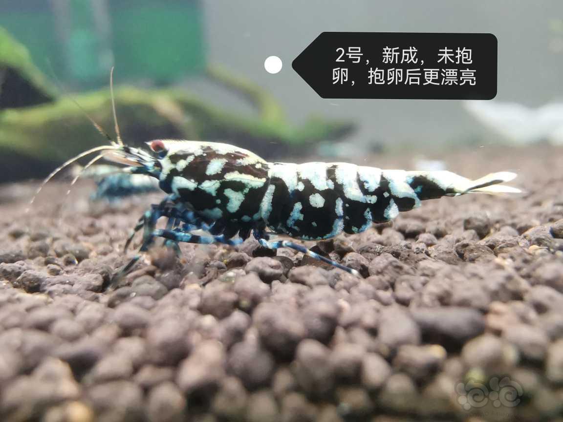 【虾】2023-06-22#新成黑银河母2只-图3