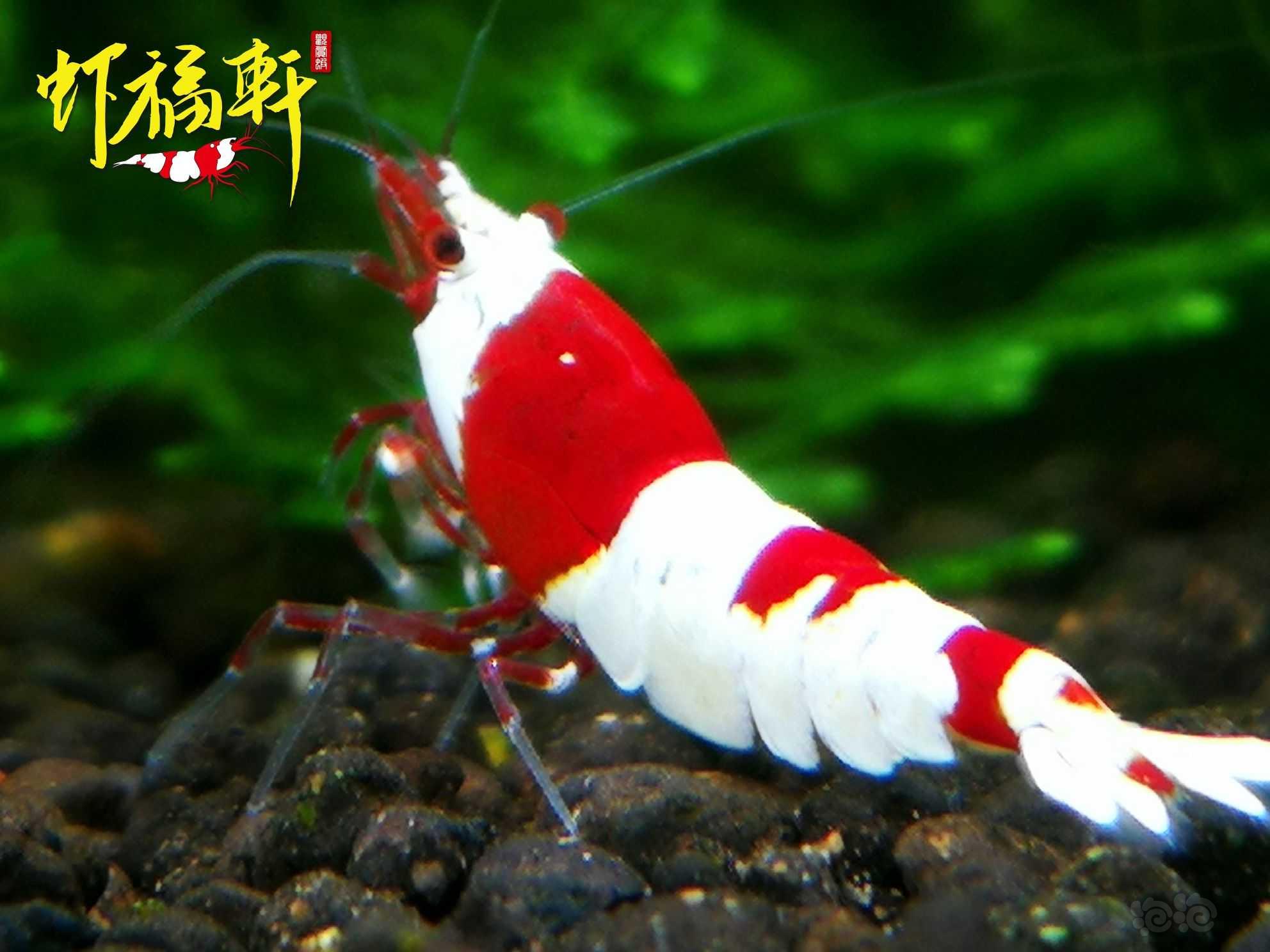 【虾】2023-06-03#RMB拍卖#红白丸禁6只-图5