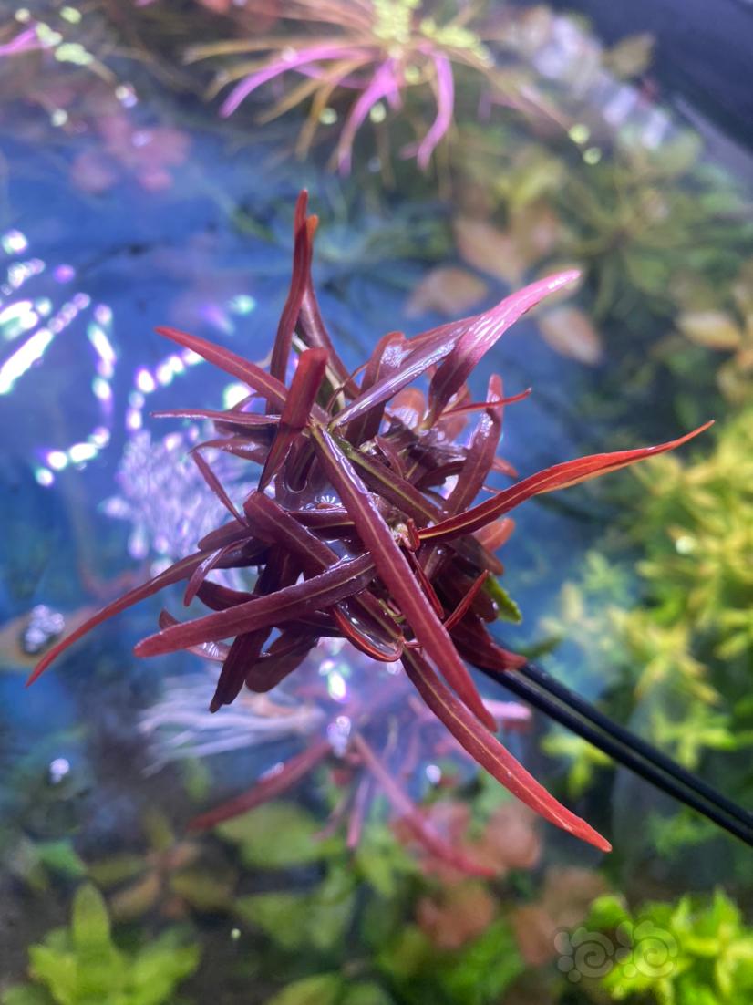 【水草】紫红针叶柳-图1