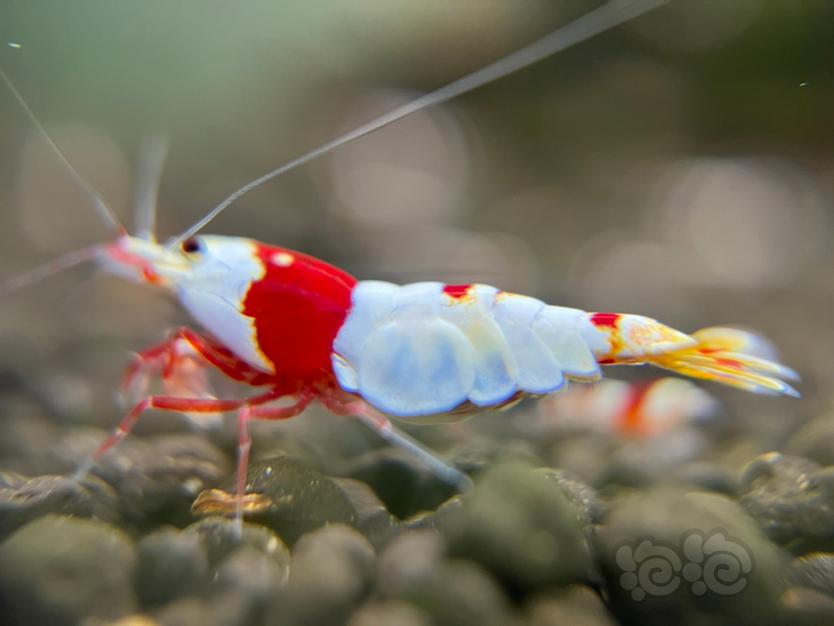 红白水晶虾-图1