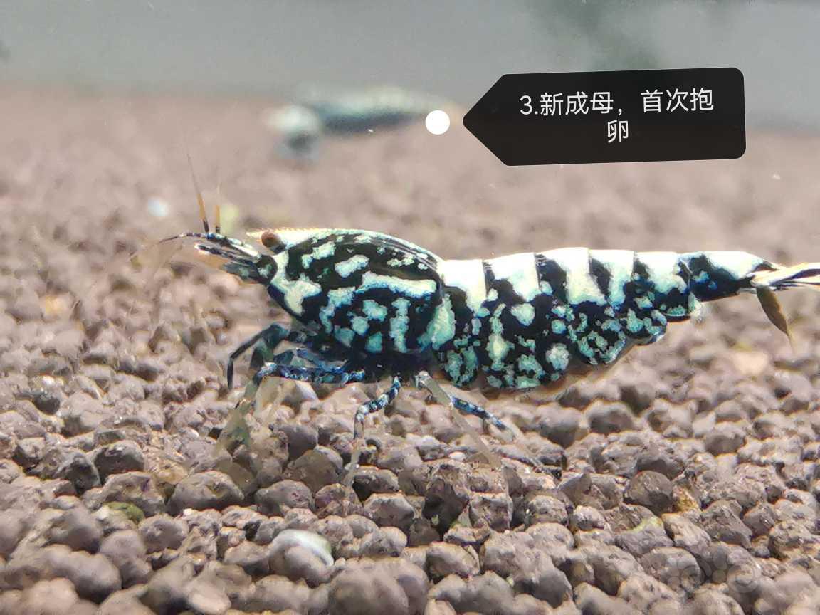 【虾】2023-06-20#新成黑银河母3只-图5