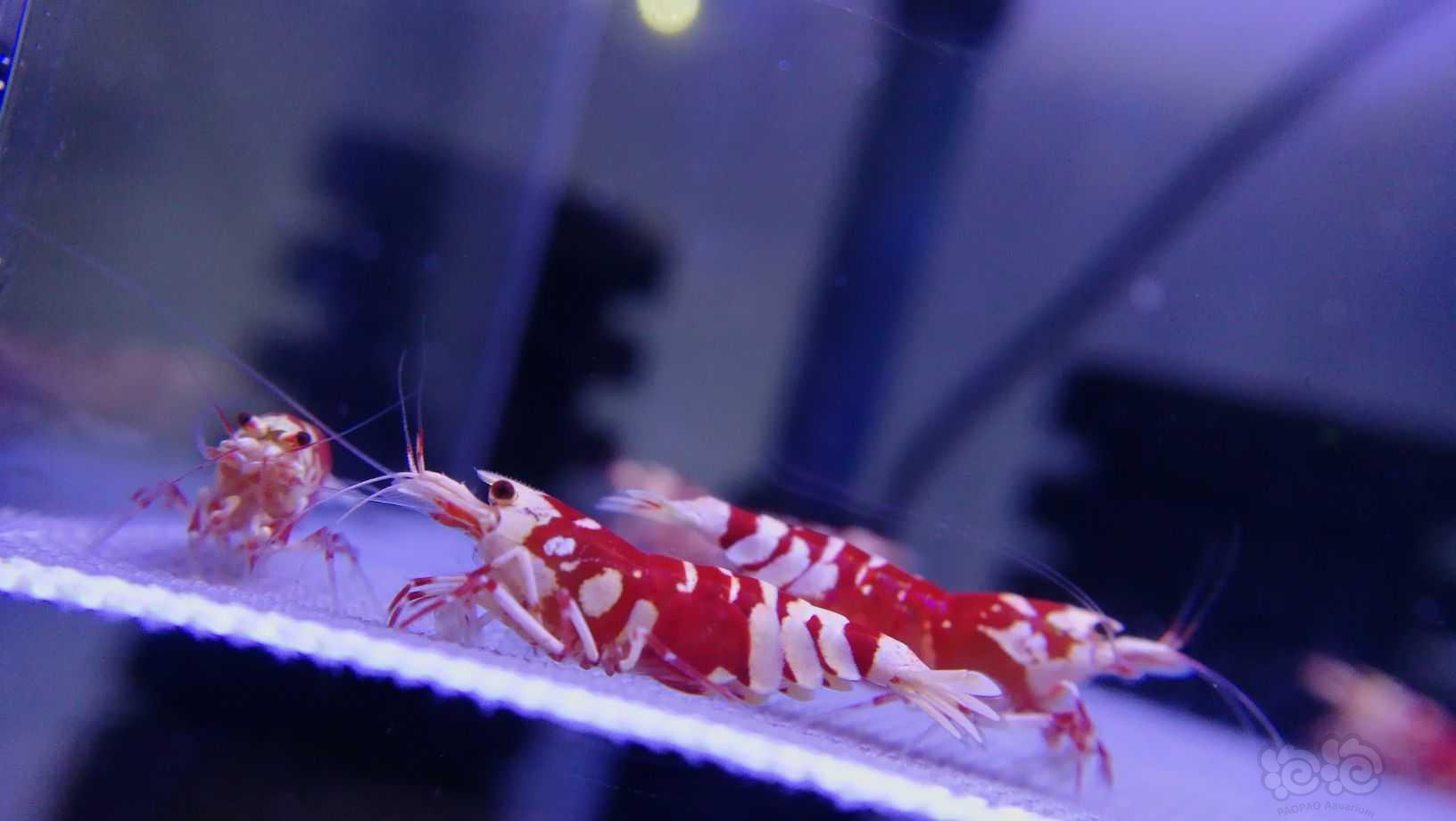 【水晶虾】出几组优质红花虎-图4