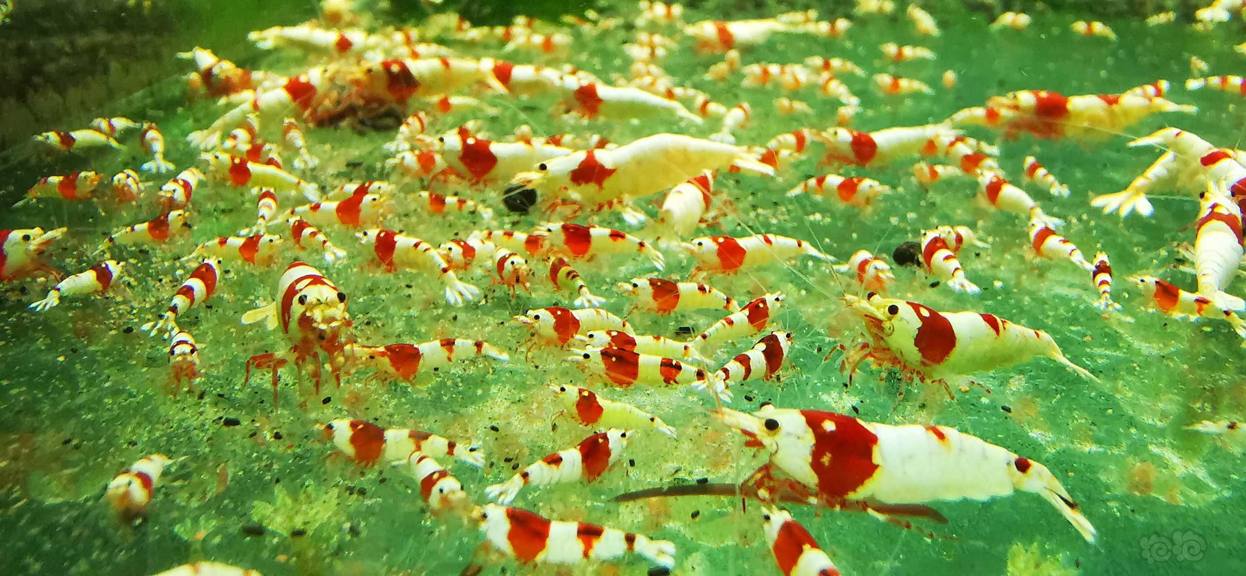 【水晶虾】出海佬红白水晶虾苗子-图2