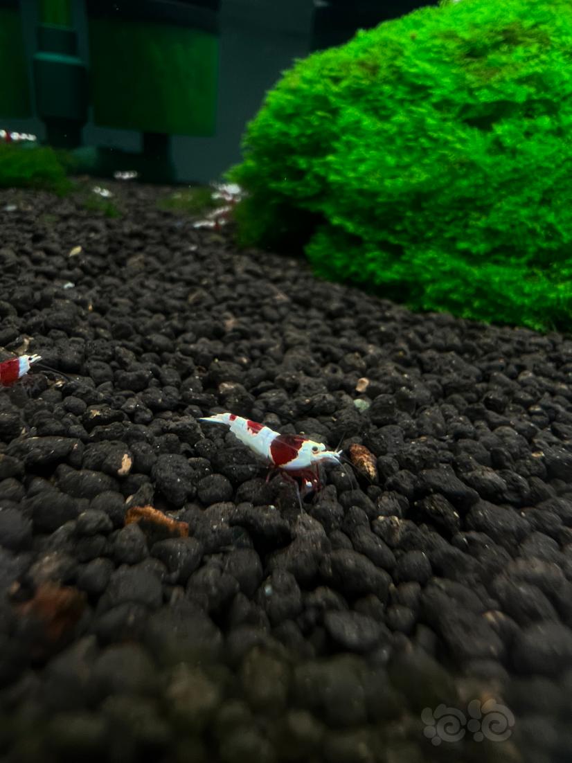 【水晶虾】系统红白水晶虾-图9