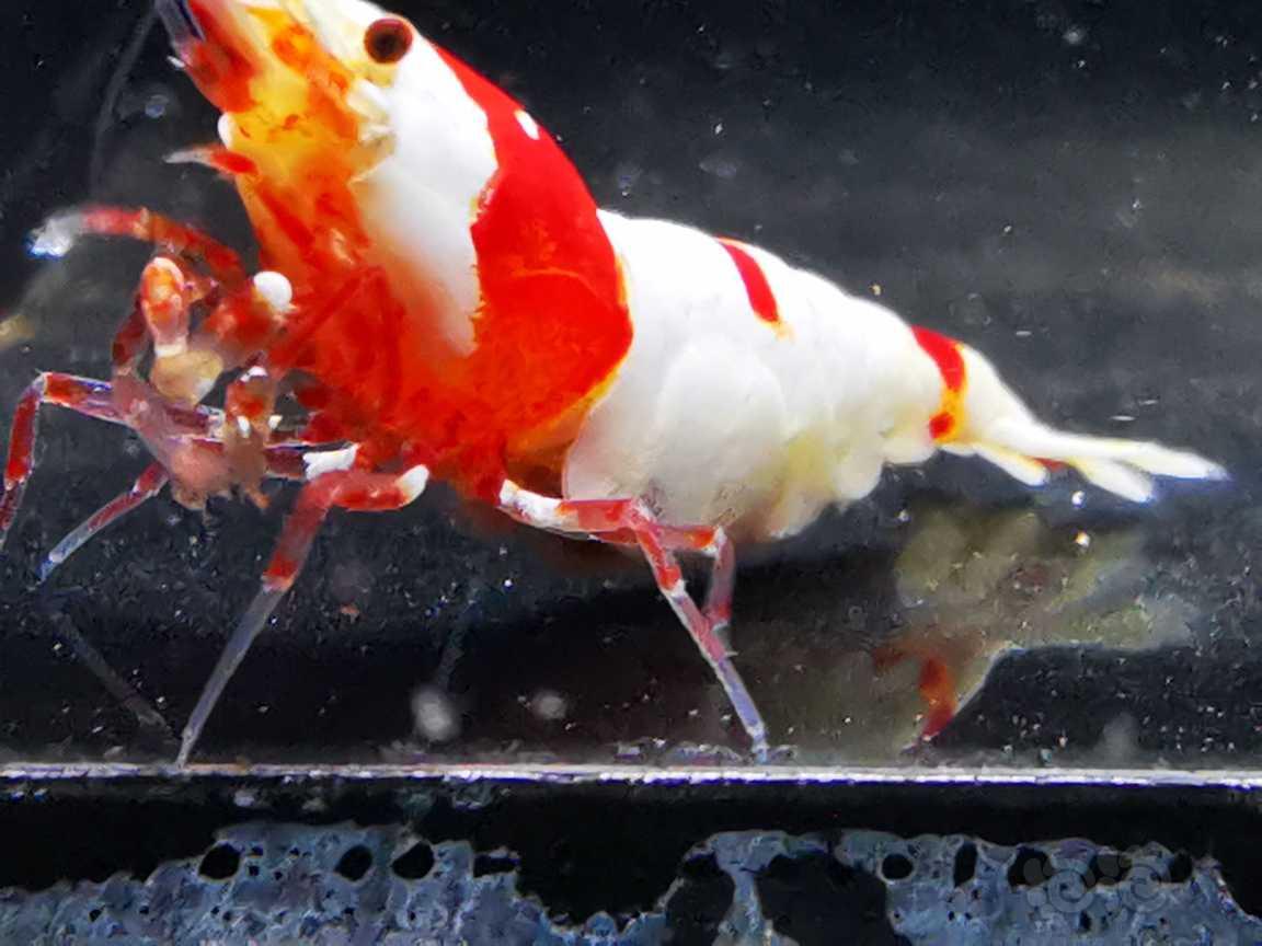 【虾】2023-6-27#RMB拍卖新成红脚系统红白报卵母一只-图5
