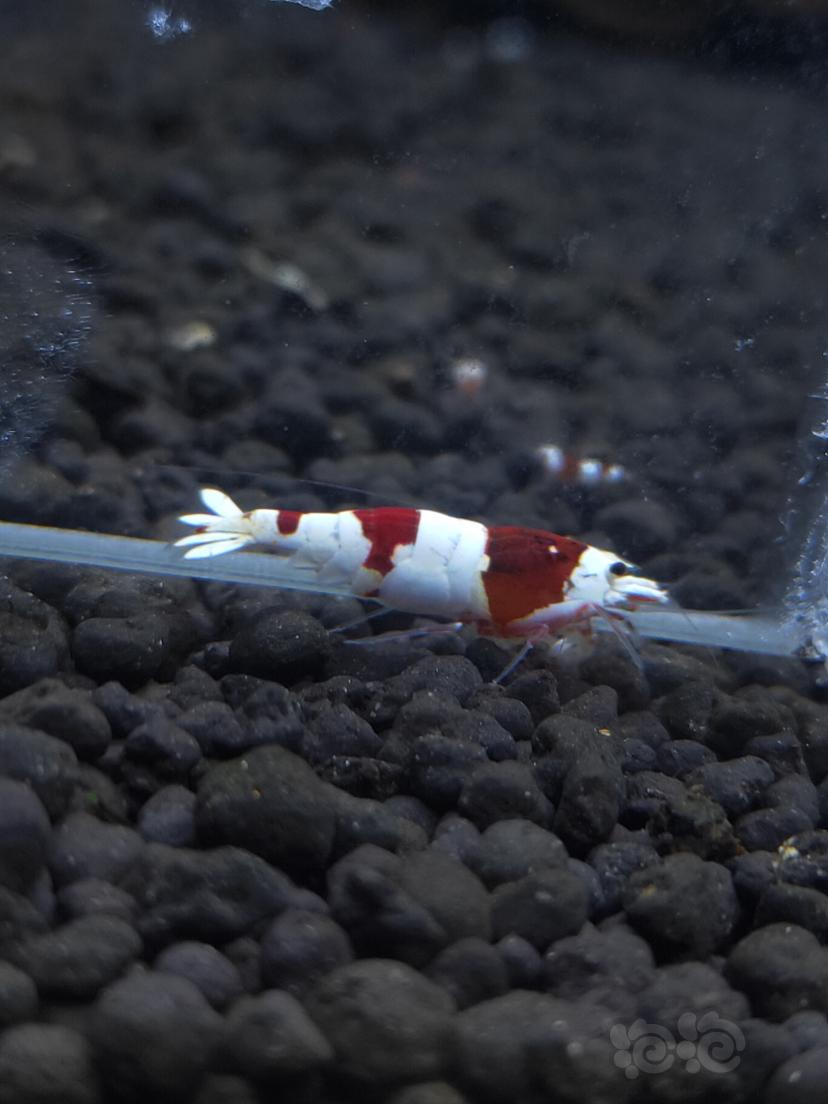 【水晶虾】系统红白水晶虾-图5