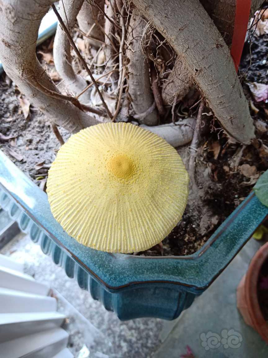黄蘑菇-图3