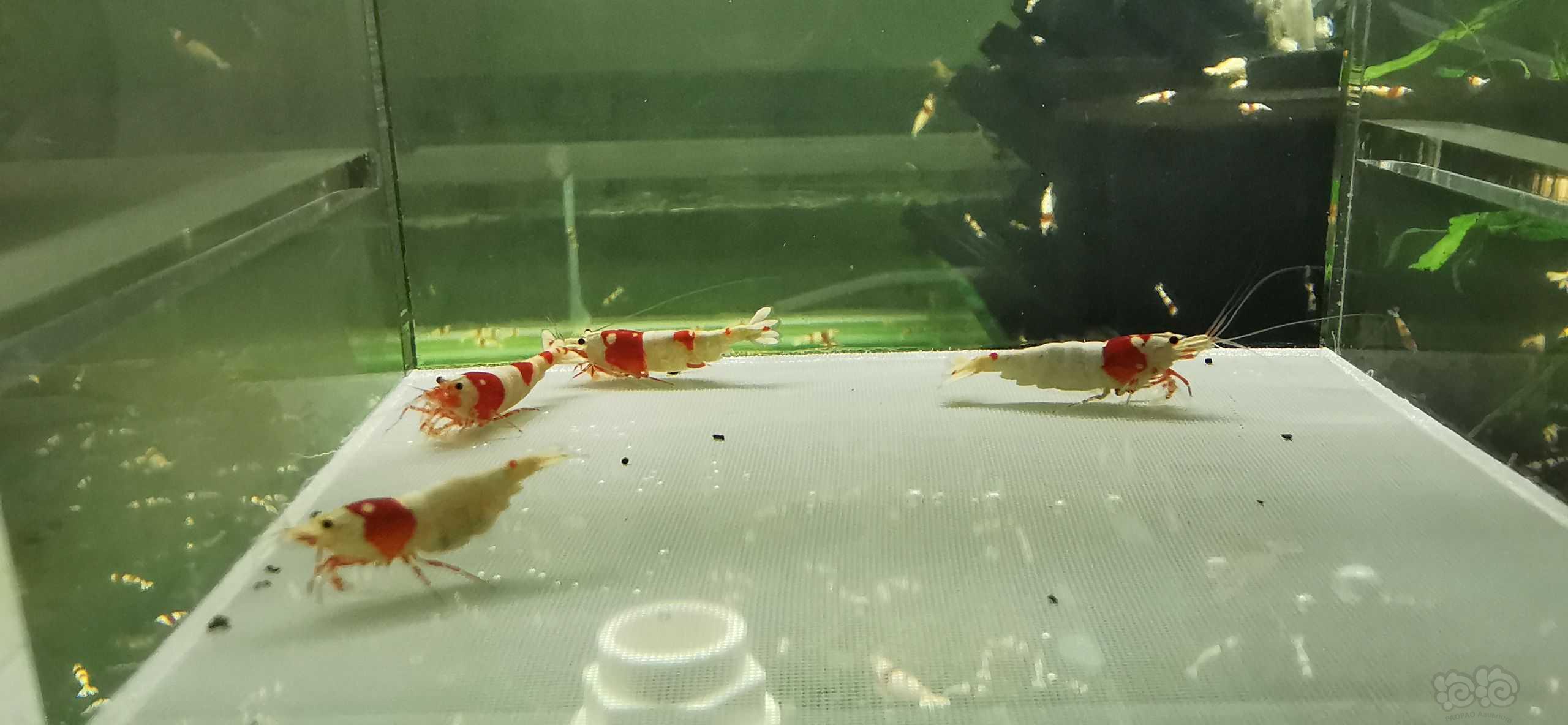 【虾】2023-6-5#RMB拍卖#海佬红白水晶虾1公3母繁殖组-图7