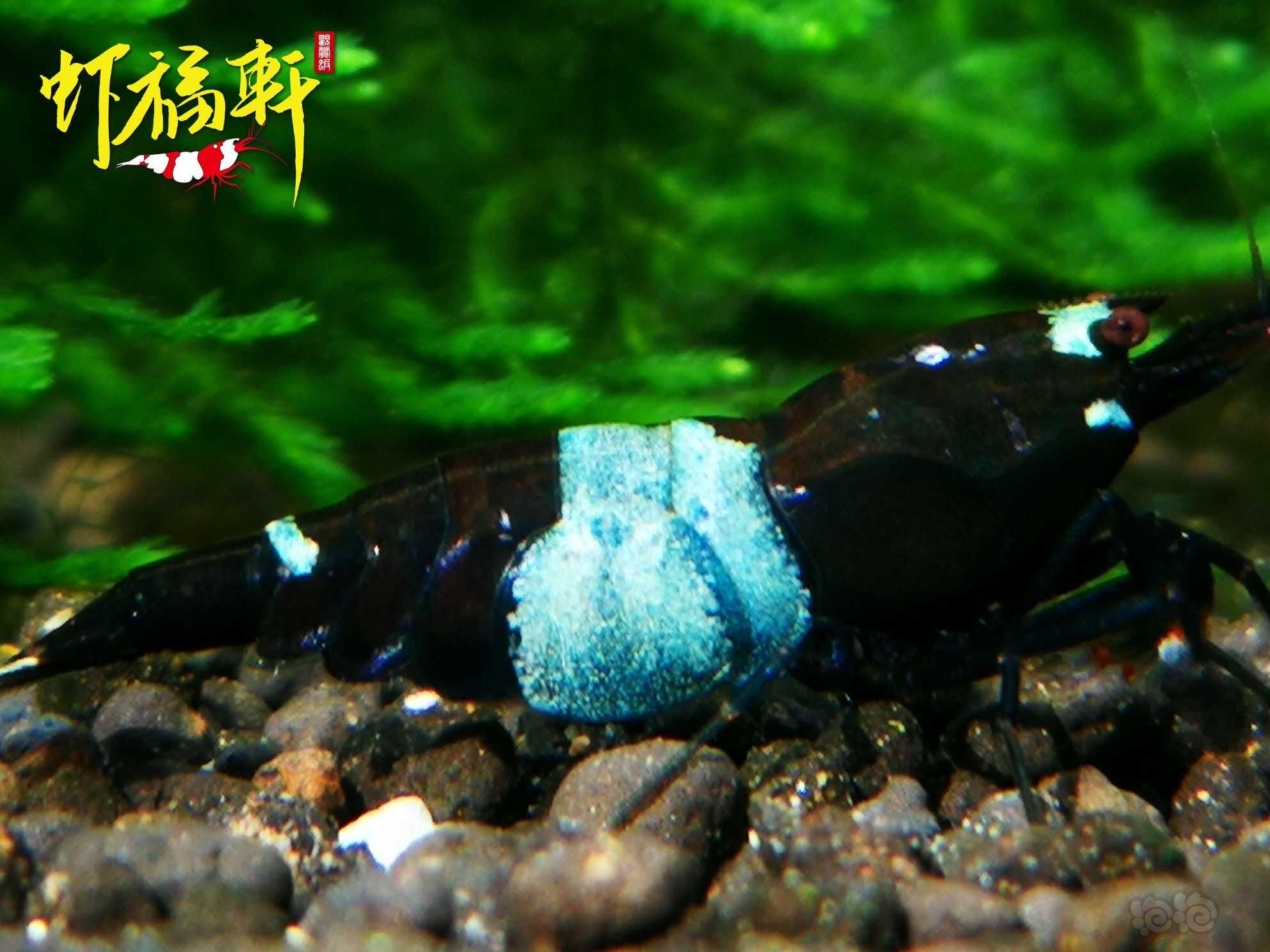 【虾】2023-06-02#RMB拍卖#蓝化黑金刚繁殖组8只-图8