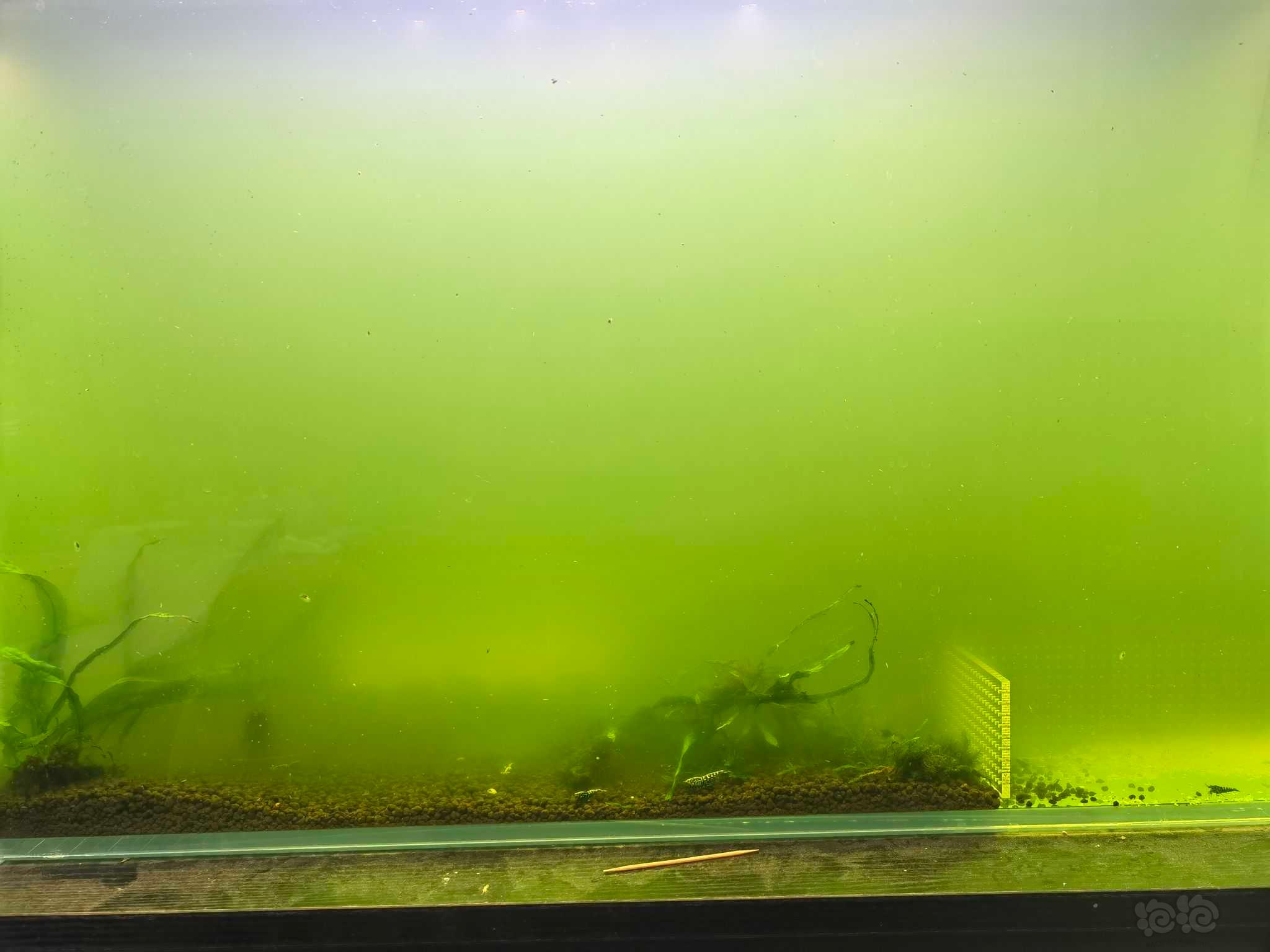 绿水养虾-图1