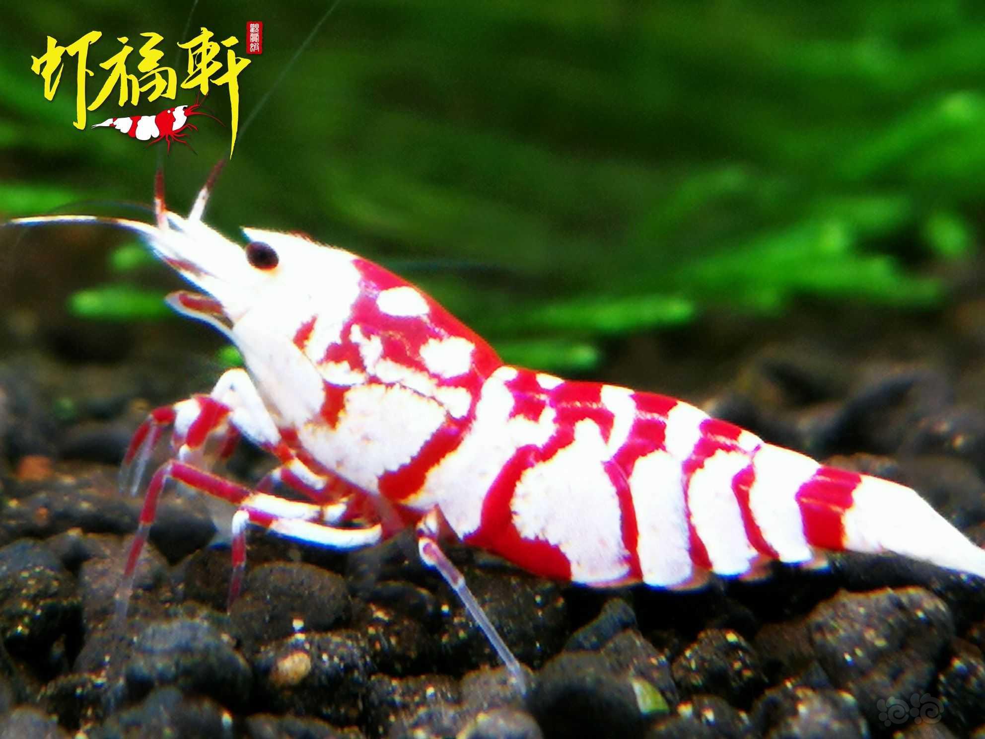 【虾】2023-06-01#RMB拍卖#品红花虎2只-图3