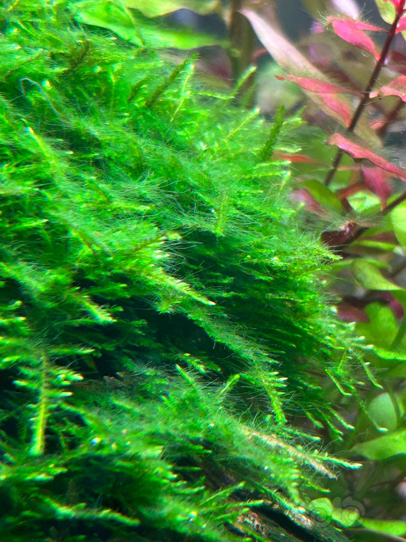 这是什么藻呀？绿色毛绒绒的-图2