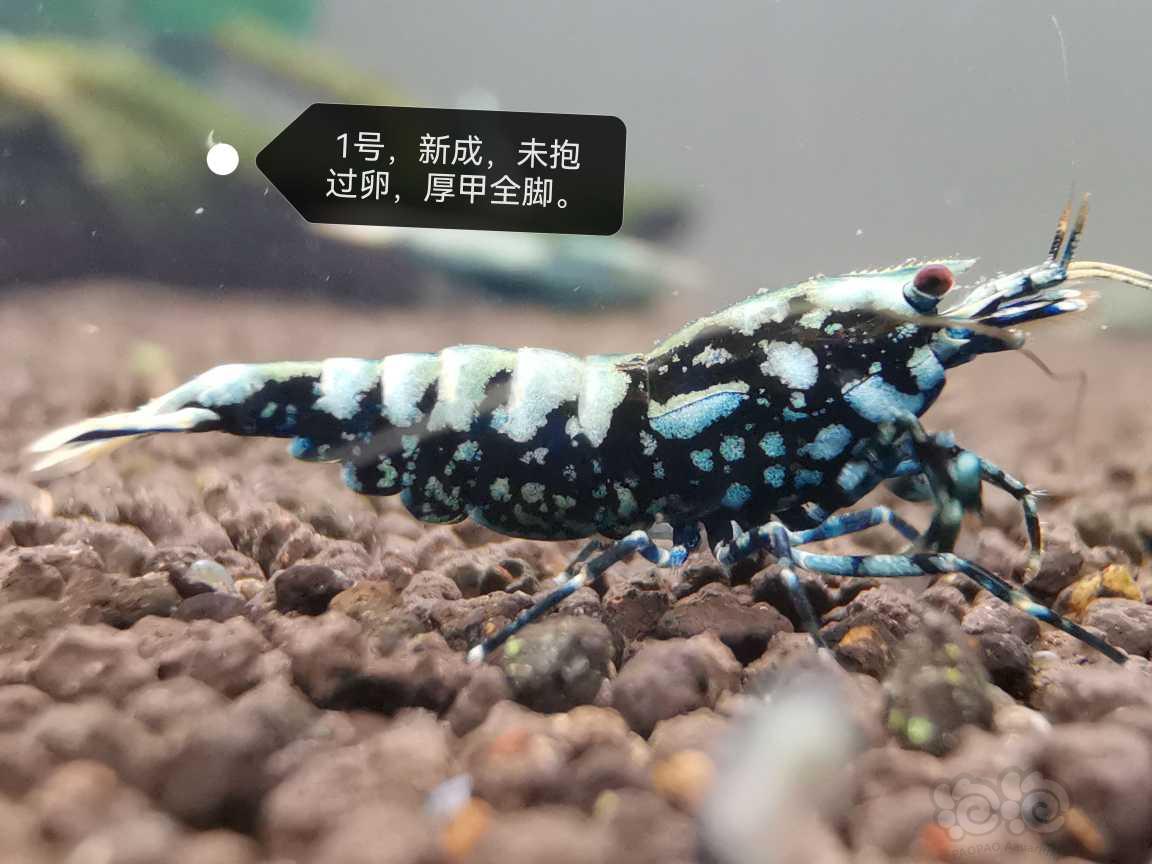【虾】2023-06-19#新成黑银河母3只-图2