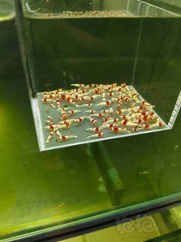 【虾】2023-6-21#RMB拍卖系统红白苗子30只-图2