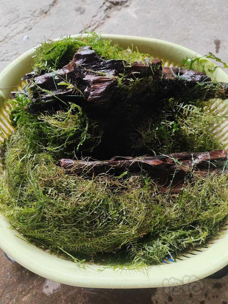 出点黑木蕨，细叶铁，6个虎纹椒草，1.2斤的怪癖莫斯和三角莫-图6