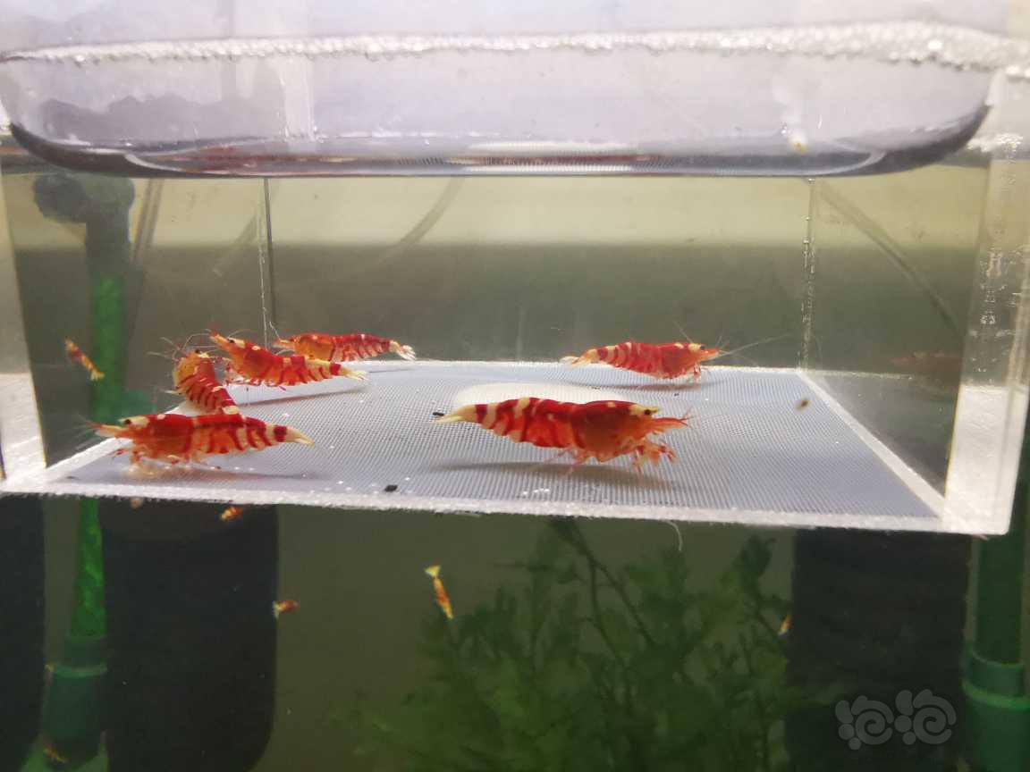 【虾】2023-6-30#RMB拍卖红宝石花虎新成繁殖组四母两公-图4