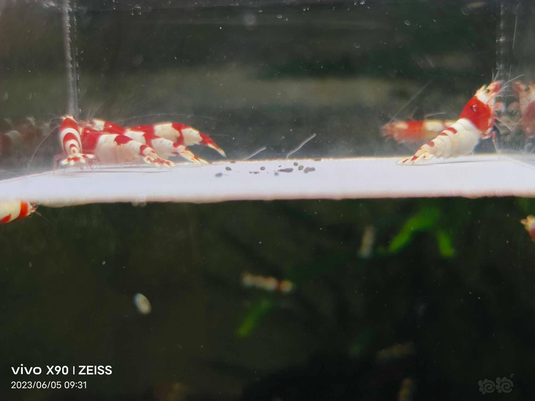 【水晶虾】【出售】高端纯血红白繁殖组10只，包邮
【厚甲】喜欢厚甲的来-图2