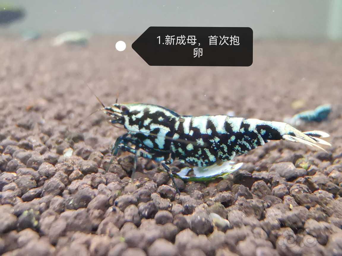 【虾】2023-06-20#新成黑银河母3只-图1