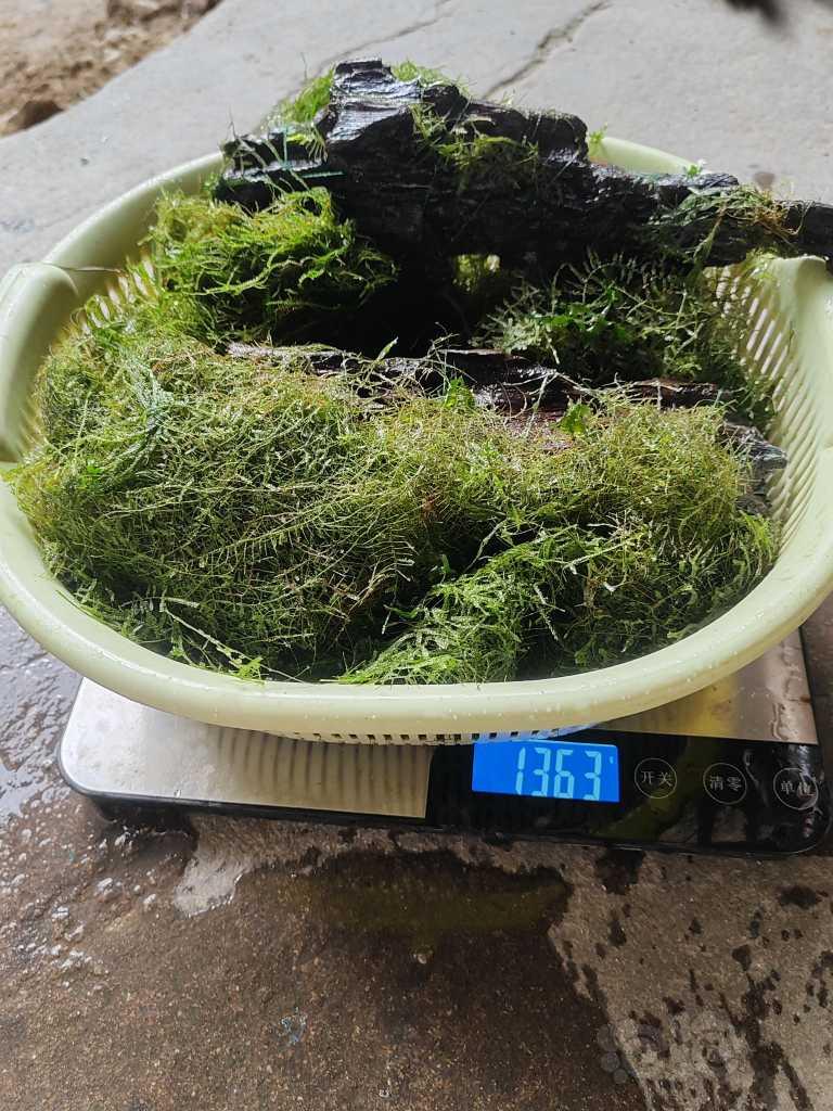 出点黑木蕨，细叶铁，6个虎纹椒草，1.2斤的怪癖莫斯和三角莫-图5