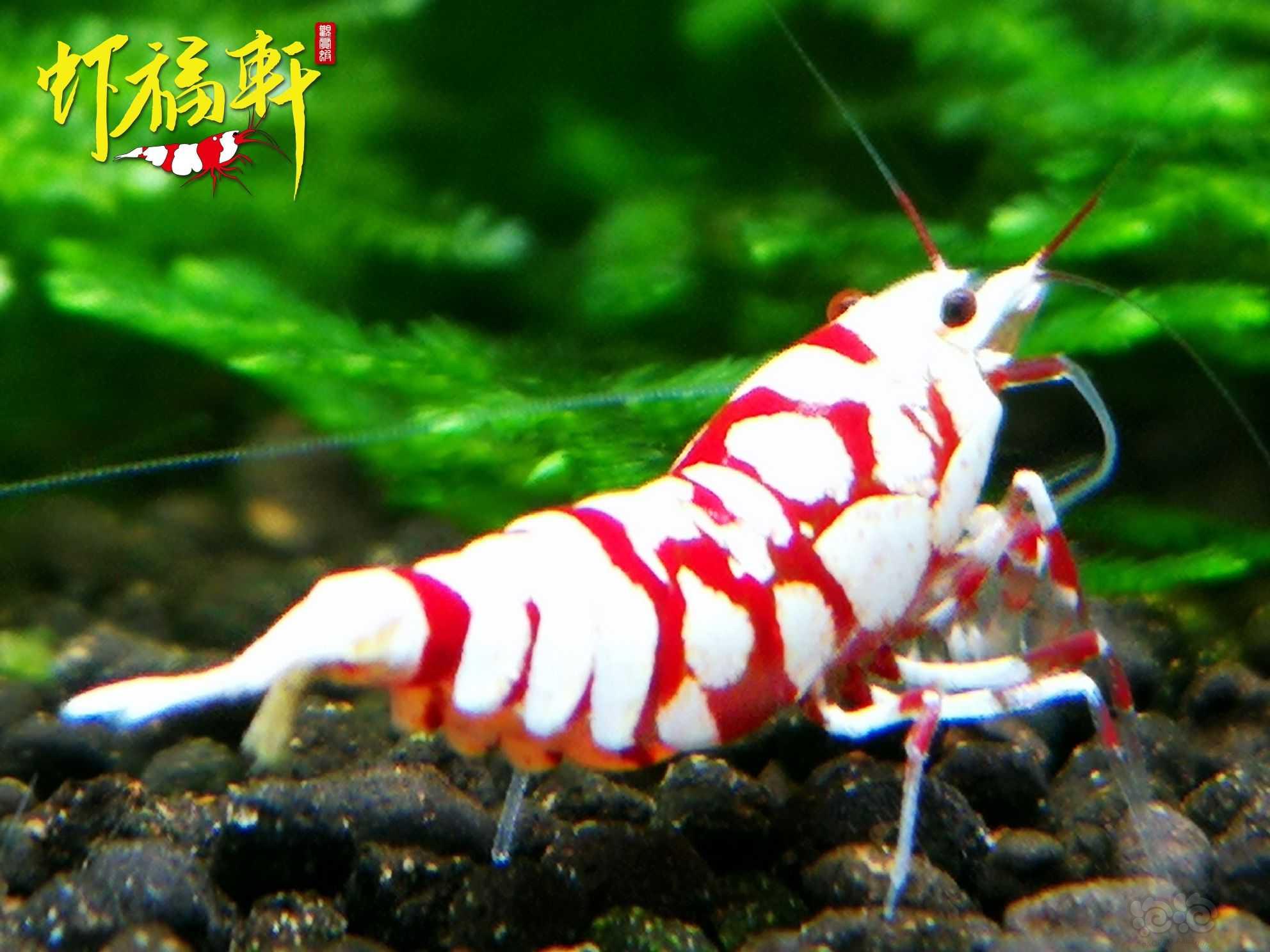 【虾】2023-06-02#RMB拍卖#品质厚白红花虎4只-图1