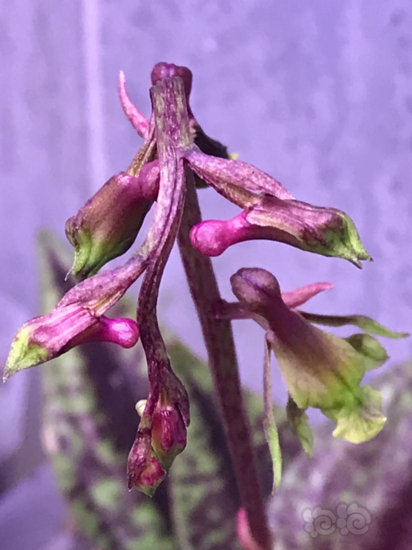 【兰花】美丽的紫斑云叶兰-图4
