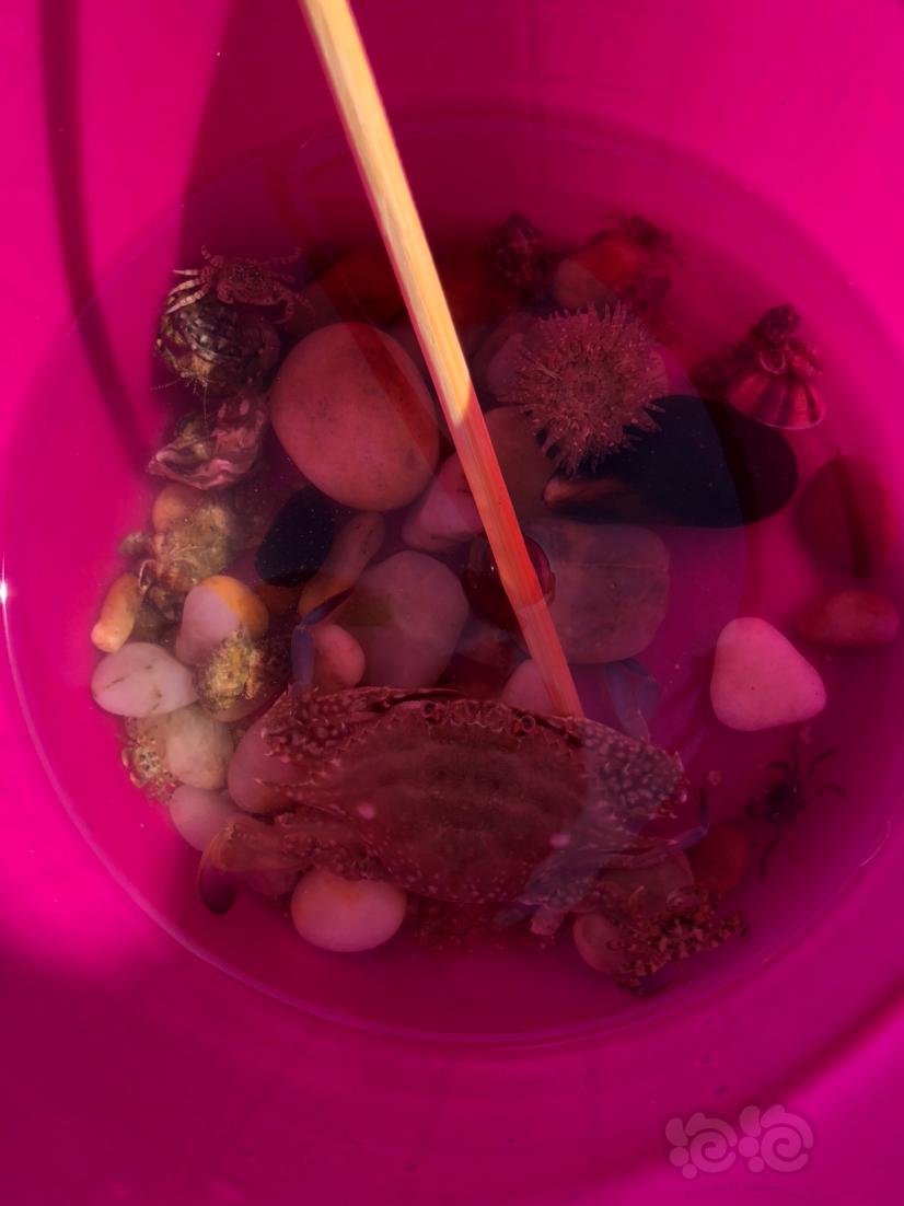 在海边新买的贝壳放虾缸里真好看-图3