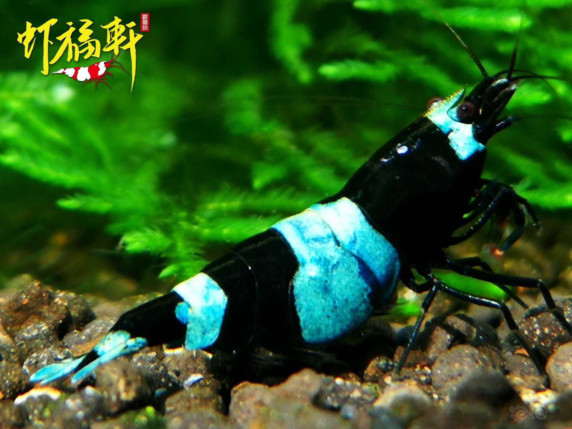 【虾】2023-06-02#RMB拍卖#蓝化黑金刚繁殖组8只-图1