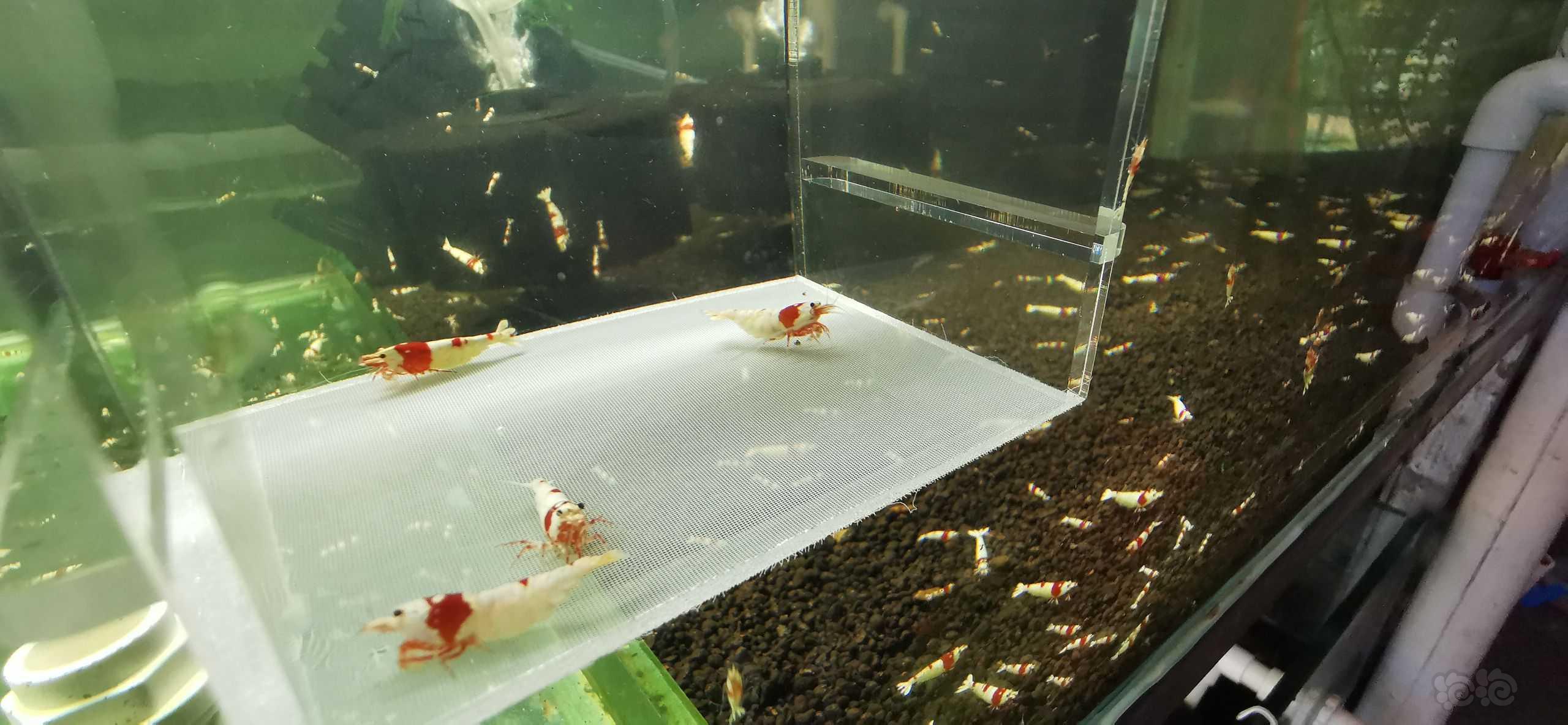 【虾】20203-6-4#RMB拍卖#海佬红白水晶虾1公3母繁殖组-图3