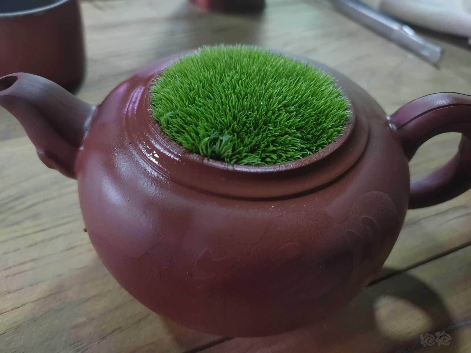 【苔藓】万物皆可盘，废弃的茶壶-图1