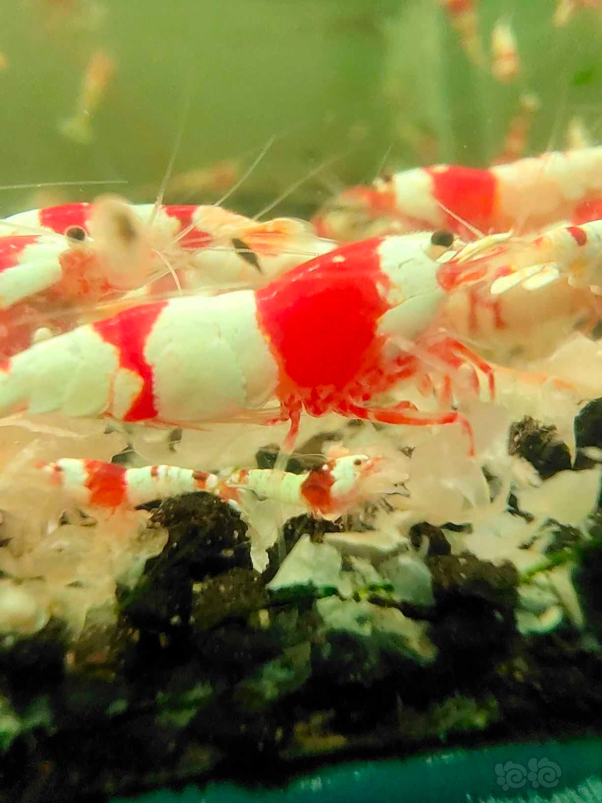 【水晶虾】红白-图4