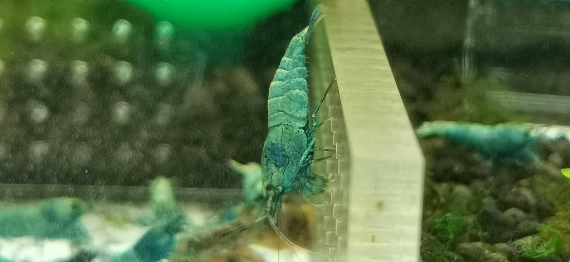 小蓝虾长大了，分不清公母-图5