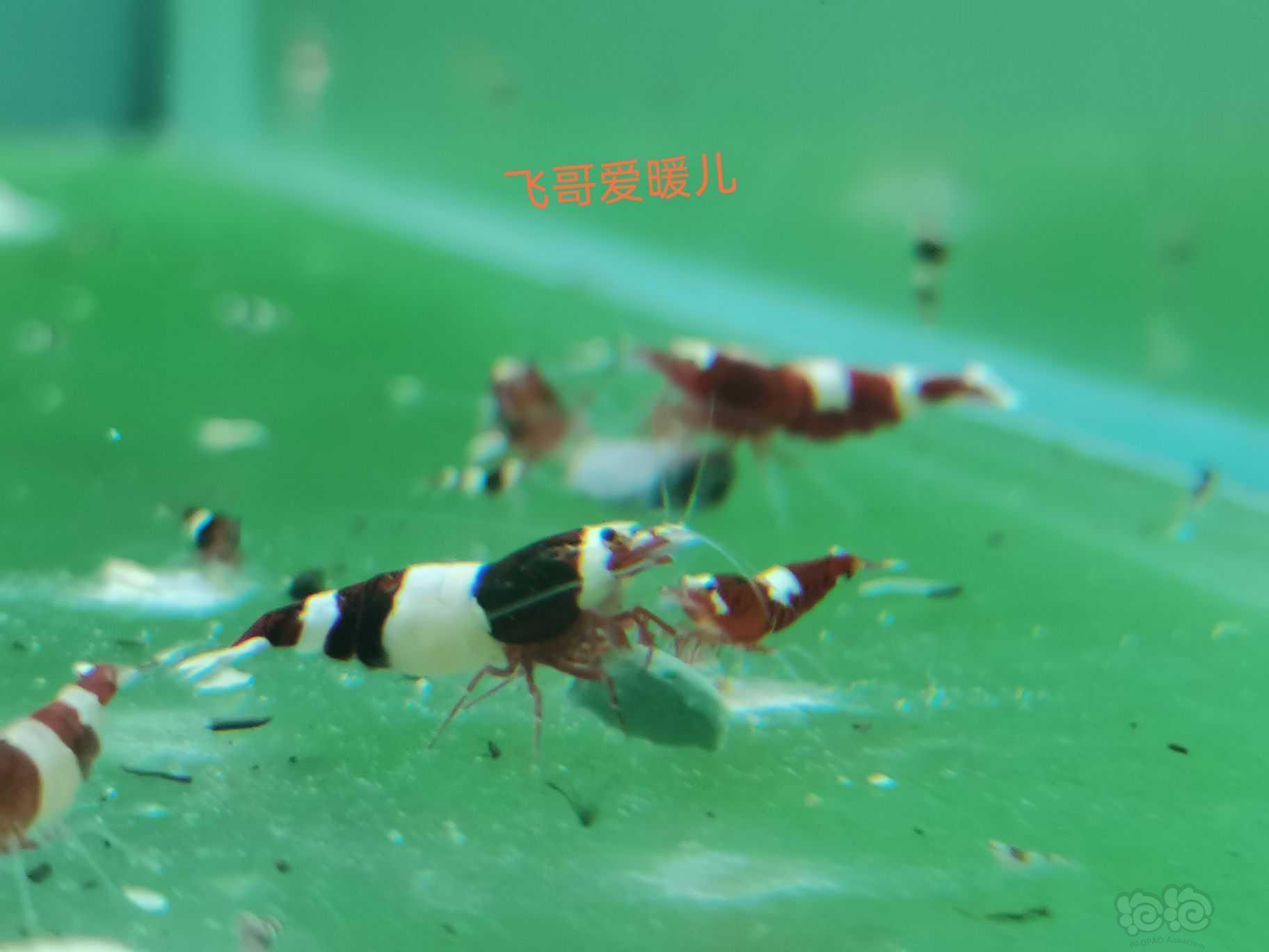 【水晶虾】出第一批虾-图4
