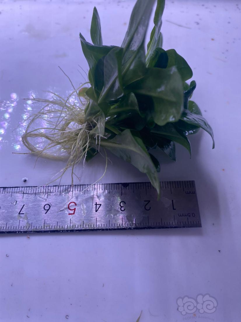 【水草】出小白菜，尺寸如图-图2