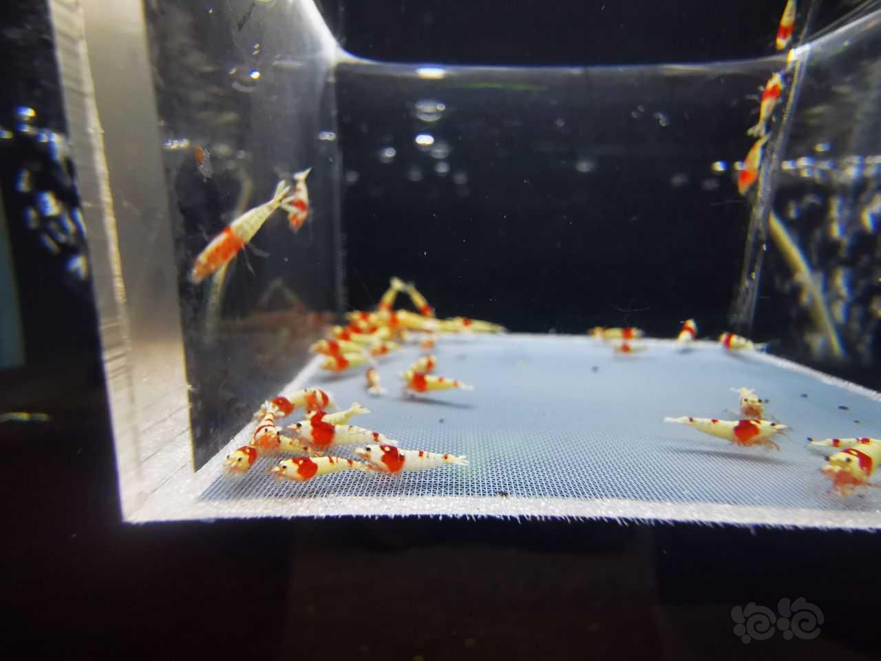 【虾】2023-06-14#RMB拍卖红白一份50只-图2