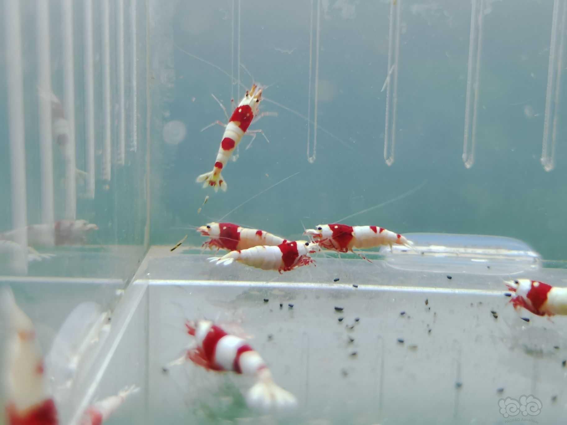 【水晶虾】出一组10只红白成虾-图5