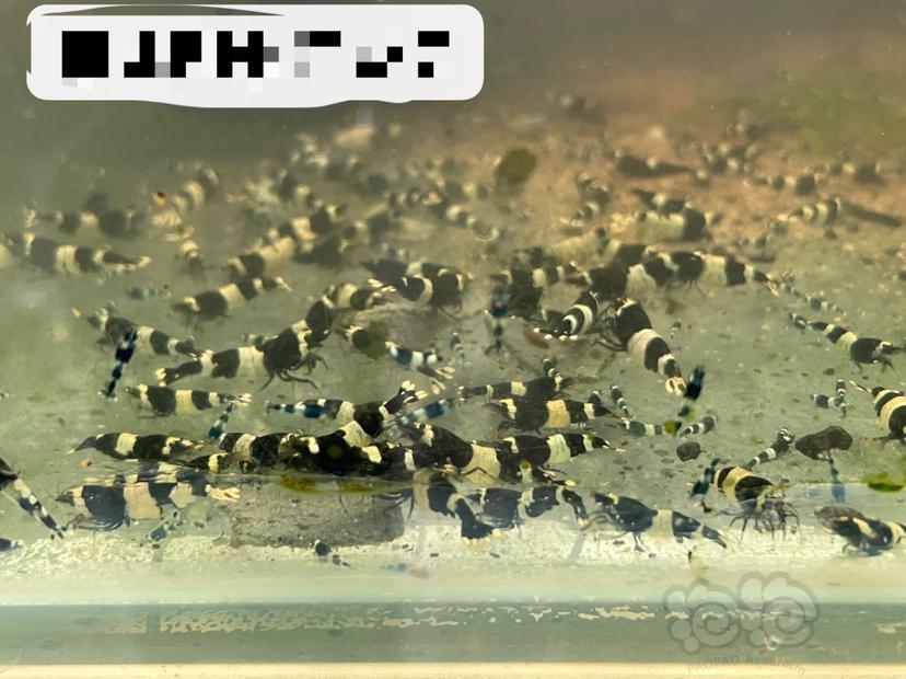 【水晶虾】出售黑金刚母虾，苗子-图2