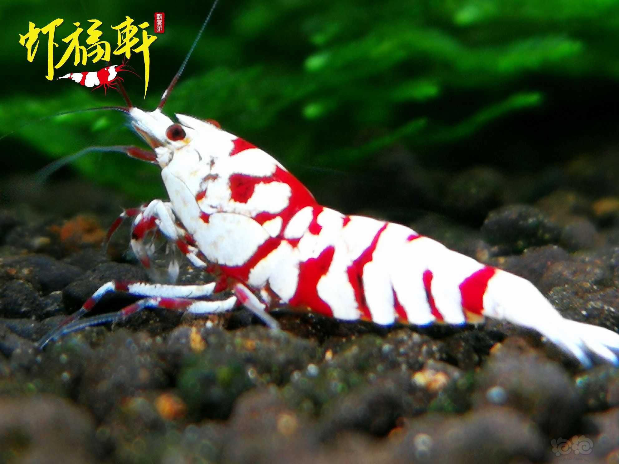 【虾】2023-06-02#RMB拍卖#品质厚白红花虎4只-图2